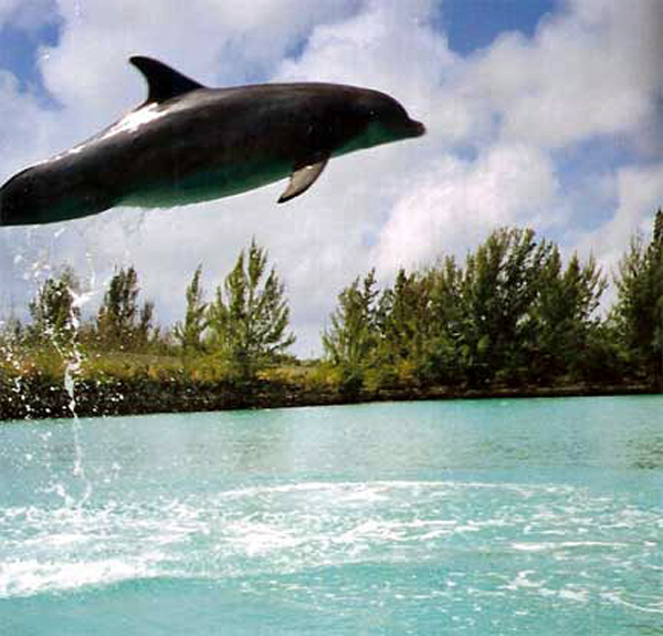 dolphin flying in the air
