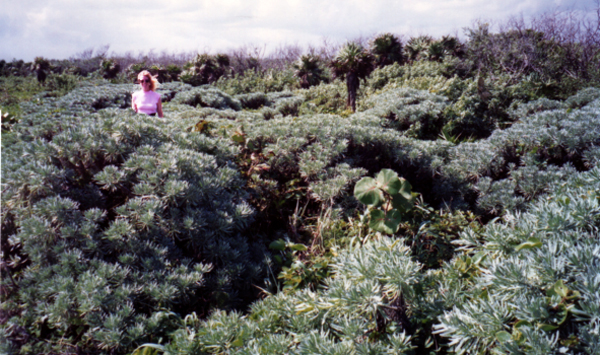 Karen Duquette and Sea lavender