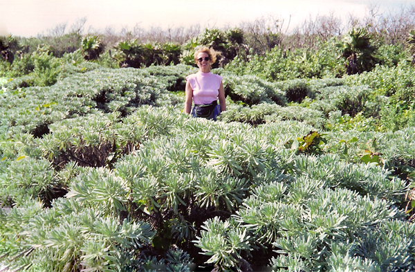 Karen Duquette and Sea lavender