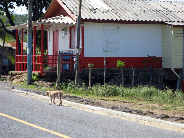 lost dog in Belize