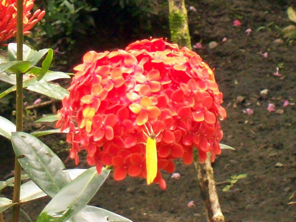 flower in Limon