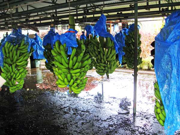 bananas hanging in the Processing area