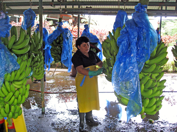 workers and bananas