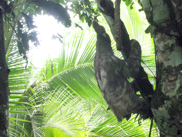 a sloth in a tree