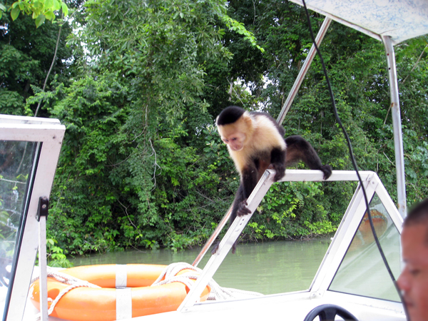 monkey on the boat