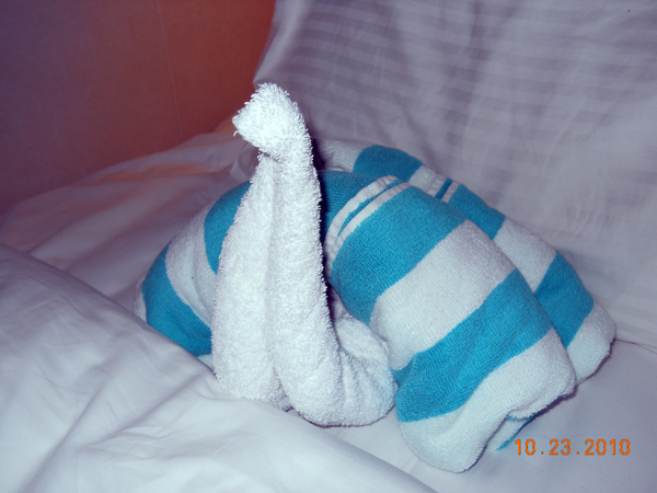 towel snail