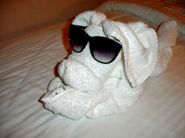 towel dog with sunglasses