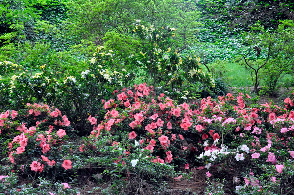Flowers at Glencairn Garden