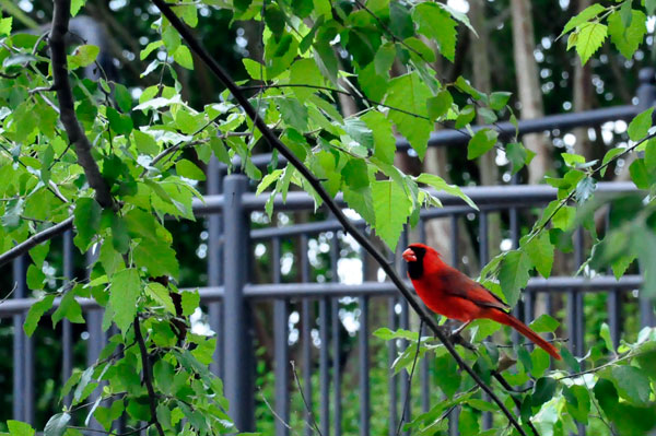 red cardinal - bird