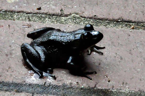 a black frog