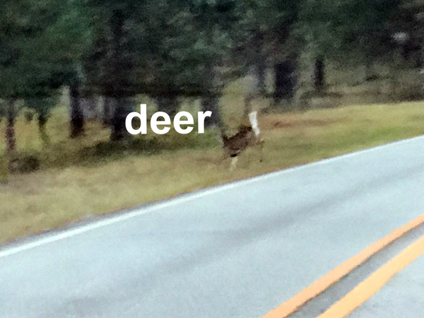 deer crossing the orad