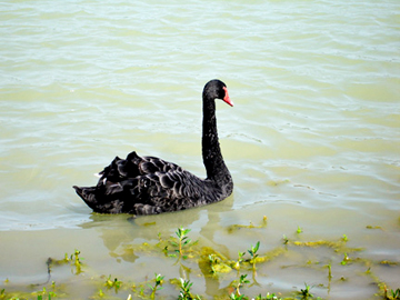 This black swan is called "Midnight
