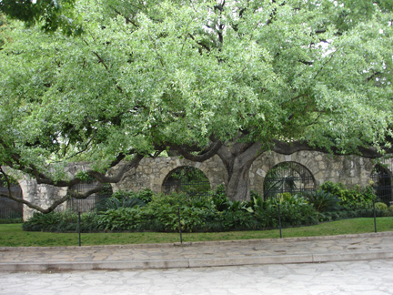 Alamo wall and tree