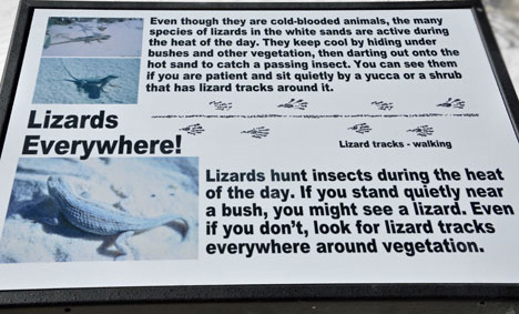 sign about lizards
