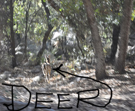 wild deer