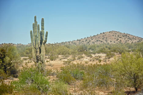 cactus field