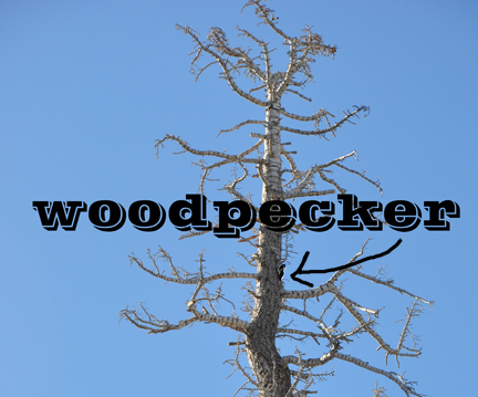 a woodpecker in a tree