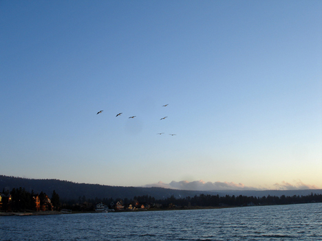 white pelicans flying overhead at sunset