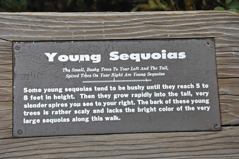 sign about young sequoias