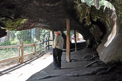 Lee walking through a felled Sequoia tree