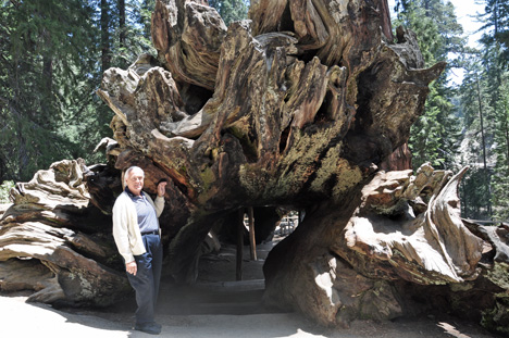 Lee and the roots of a sequoia tree