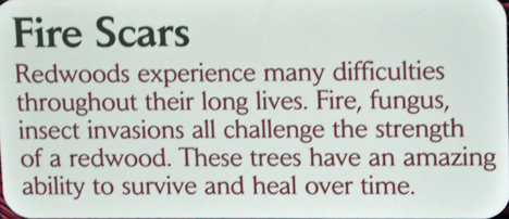 sign about difficulties of Redwood trees