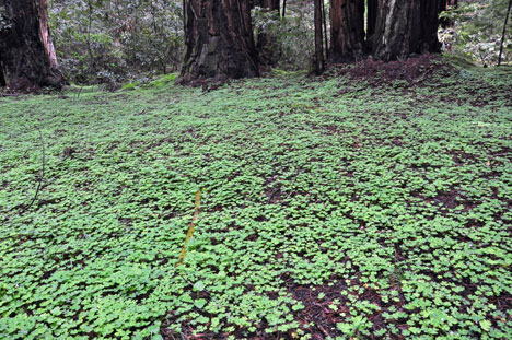 a field of Redwood Sorrell 