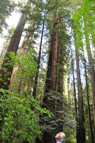 big redwood trees and Lee Duquette