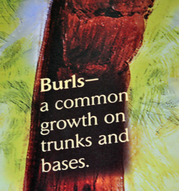 Burls - a common growth on trunks and bases