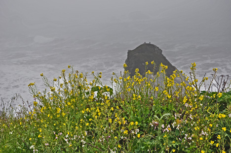 flowers; Two birds on the rock and a rip-roaring Pacific Ocean