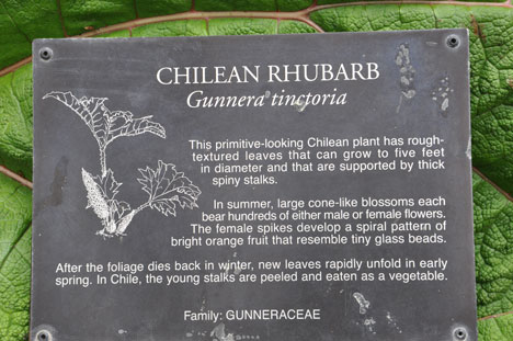 Chilean rhubarb sign