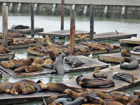 seals at Pier 39 at Fisherman's Wharf