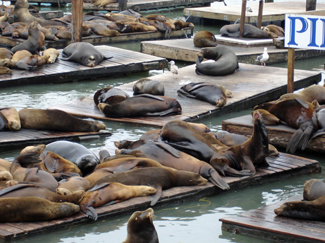 seals at Pier 39 at Fisherman's Wharf