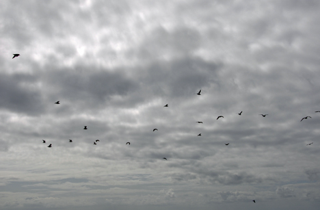 birds on a cloudy day