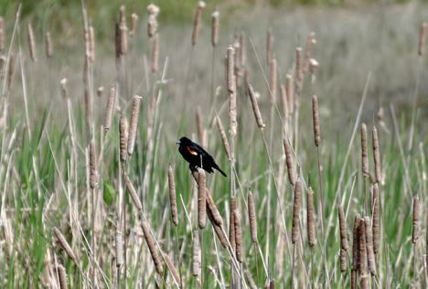 a brid on the cat tails