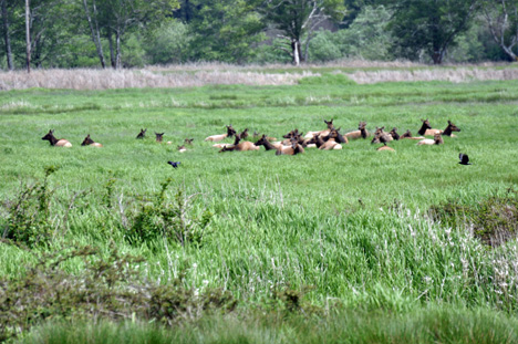 birds flying past the wild, Roosevelt Elk