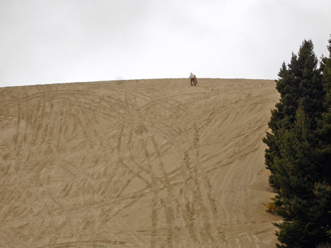 Lee almost to the top of the sand dune