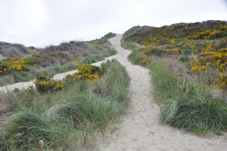 a neat path to the top of a sand dune