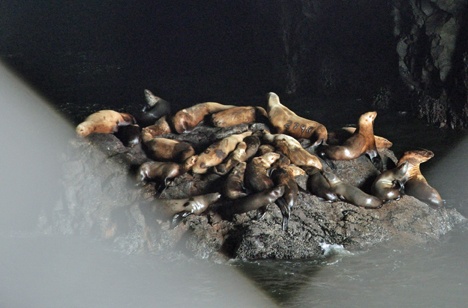 Sea Lions in the cave