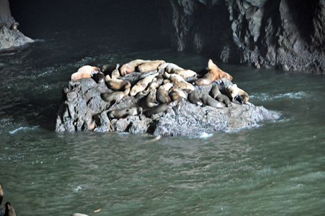 Sea Lions in the cave