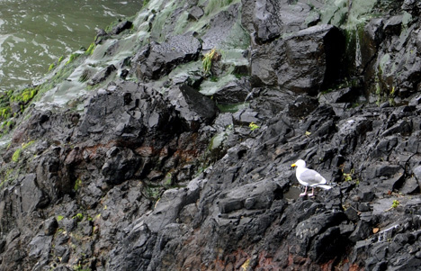 a seagull on the cliffs