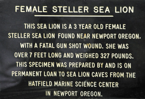 sign about a sea lion's bones