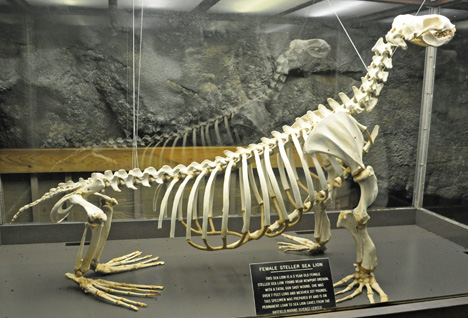 sea lion's bones