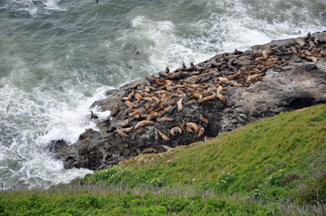 lots of sea lions