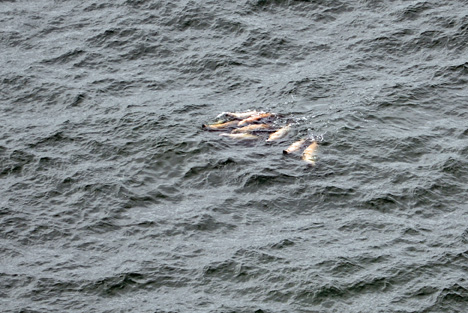 7 sea lions in the ocean