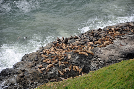 lots of sea lions
