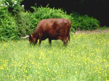 Red Devon Cattle