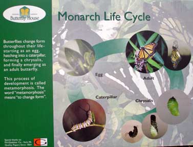 Monarch life cycle