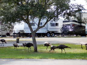 wildlife while camping in our RV