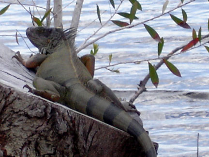 Iguana at Markham Park